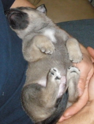 baloo
