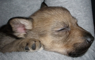 baloo