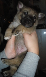louie