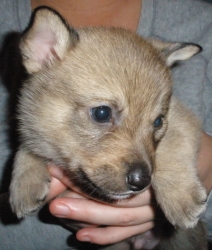 mowgli