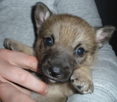 winnie