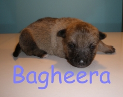 bagheera