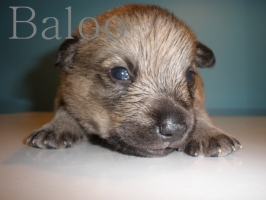baloo