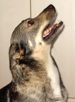 bibi head