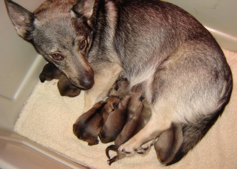 bothvar x bibi litter