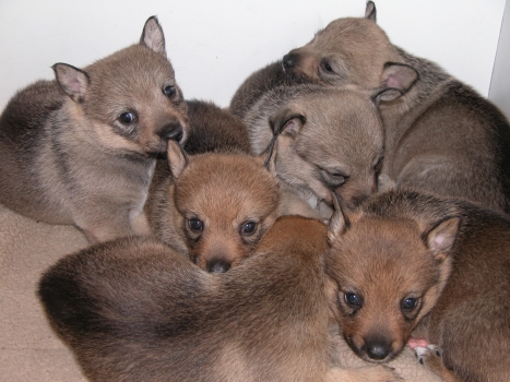 birk x cranberi litter