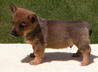 puppy bosco