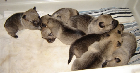 puppies 01
