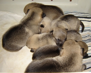 puppies 12