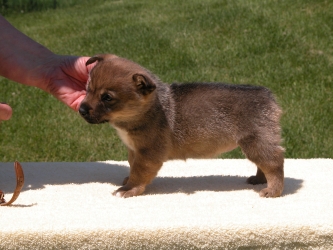 puppy ellie