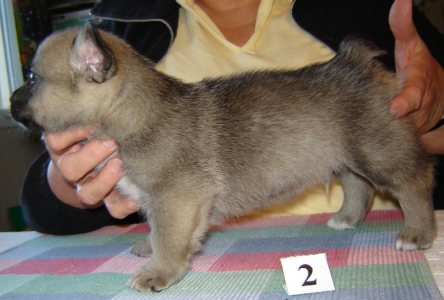 emil x maggie litter