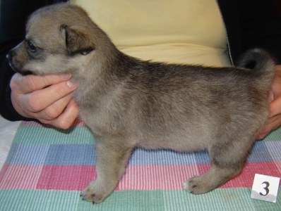 emil x maggie litter