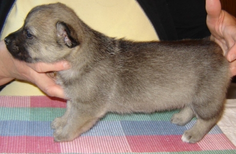 emil x maggie litter