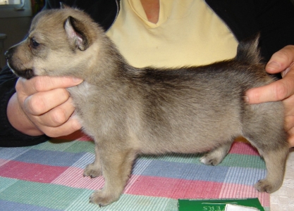 emil x maggie litter