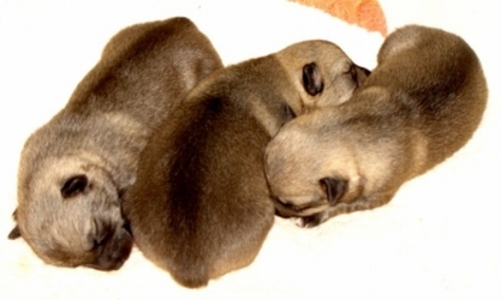 emil x maggie litter