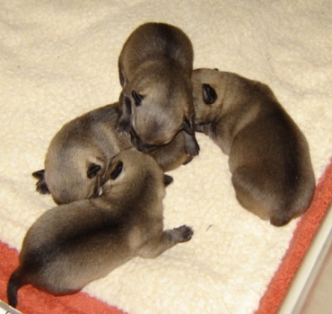 emil x maggie litter