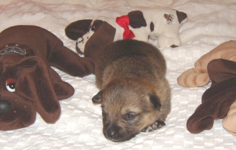 puppy 1