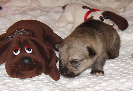 puppy 2