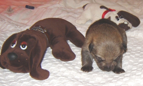 puppy 3