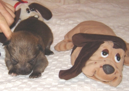 puppy 4