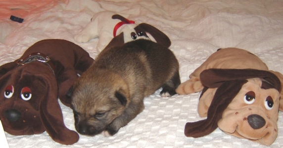 puppy 5
