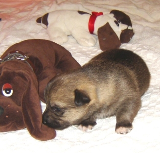 puppy 6