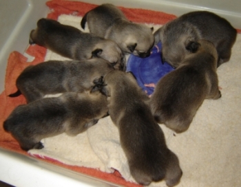 first meal
