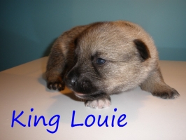 king louie