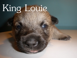 king louie