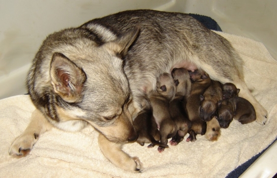 emil x maggie litter