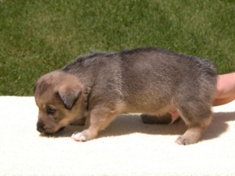puppy moose
