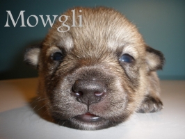 mowgli