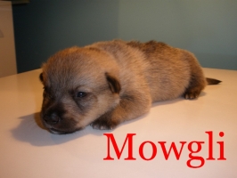 mowgli
