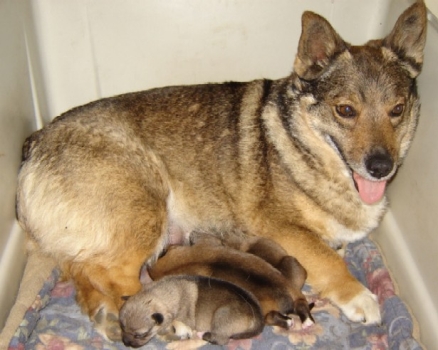 nell x basil litter