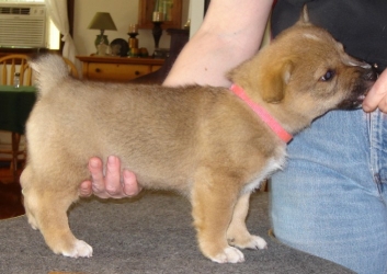 piper 8 weeks