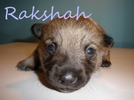 rakshah