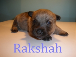 rakshah