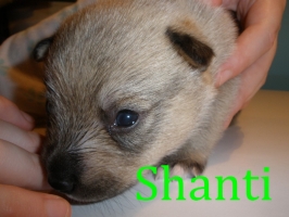 Shanti