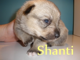 Shanti