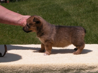 puppy skye