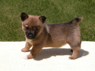 puppy spinner