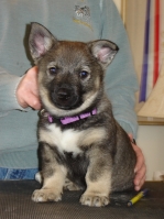 stanley puppy