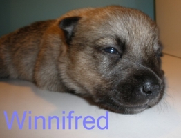 winnifred