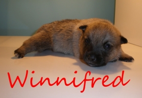 winnifred