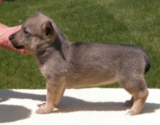 puppy wish