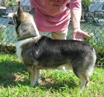 Wolf