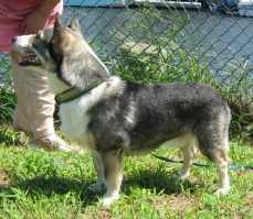 Wolf