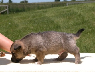 puppy zephyro